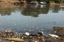 Comecam aparecer peixes mortos na foz do Arroio Joao Correa com o Rio dos Sinos em Sao Leopoldo são leopoldo,rio dos sinos,peixes mortos,seca,clima
