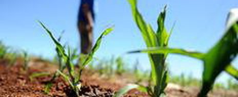 Agricultores estão preocupados com a falta de chuva no Oeste Catarinense (Agencia RBS/Sirli Freitas)