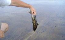 (Pelot�o Ambiental de Tramanda�/Divulga��o)