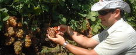 Vinícola Almadén atribui o aumento da produtividade à aposta na mecanização do sistema de produção (Especial/Duda Pinto)