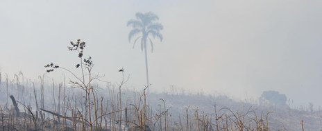 Dos 175 hectares da área, mais de oito foram consumidos pelas chamas (Agencia RBS/Marielise Ferreira)