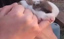 (Reprodu��o/KSEE24)