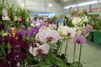 Exposição de orquídeas (Agencia RBS/Lucio Sassi)