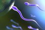 espermatozoide fertilizacao ovulo reproducao fecundacao espermatozóide,fertilização,óvulo,reprodução,fecundação