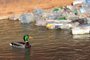 A duck swims past plastic bottles floating near the banks of the Sava river in Belgrade on February 13, 2013. Poluição, pato nada perto garrafas de plástico flutuando as margens do rio Sava, em Belgrado,