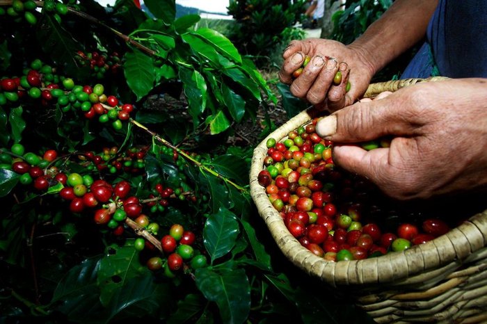 Café colombiano , colômbia, Paisagem Cultural Cafeeira, turismo, viagem Café colombiano , colômbia, Paisagem Cultural Cafeeira, turismo, viagem