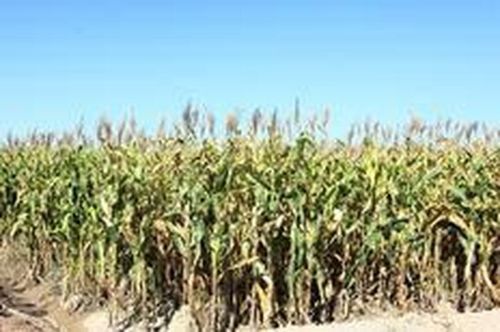 Vilson Rosa / Divulgação Irga Vilson Rosa / Divulgação Irga