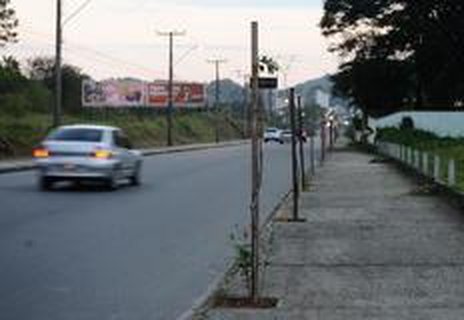 Árvores plantadas na avenida Marquês de Olinda (Agencia RBS/Maiara Bersch)