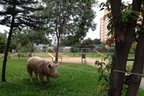 O porco foi preso a uma árvore, pouco antes das 6h, na esquina da Avenida Cristiano Fischer com Avenida Ceres (Agencia RBS/Cláudio Rabin)
