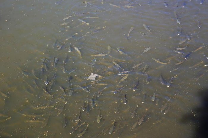 Jefferson Botega / Agencia RBS Jefferson Botega / Agencia RBS