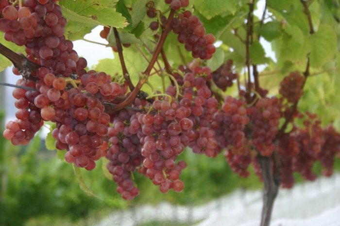 Divulgação / Acavitis Divulgação / Acavitis