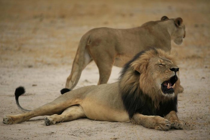 AFP PHOTO / ZIMBABWE NATIONAL PARKS