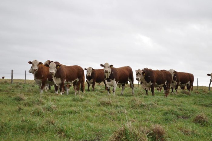 Anderson Petroceli / Especial Anderson Petroceli / Especial