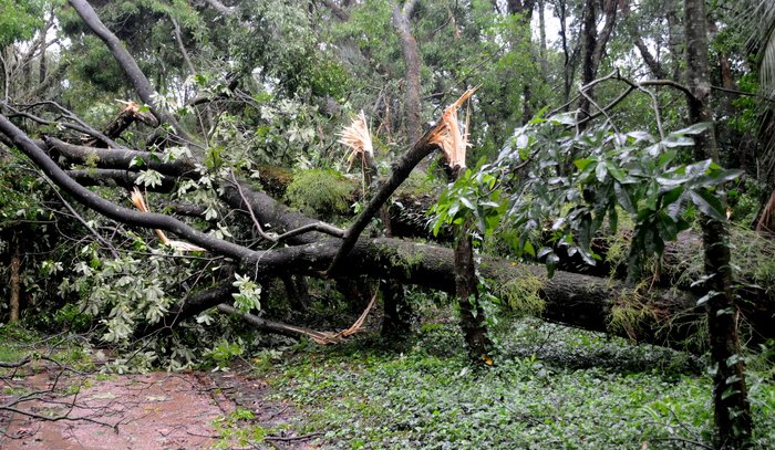 Divulgação / Jardim Botânico Divulgação / Jardim Botânico