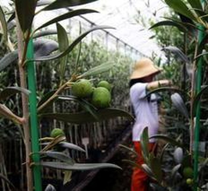 Tadeu Vilani / Agencia RBS Tadeu Vilani / Agencia RBS