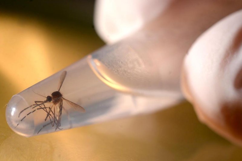 An Aedes aegypti mosquito is photographed in a laboratory at the University of El Salvador, in San Salvador, on February 3, 2016. Health authorities continue their efforts to eliminate the mosquito, vector of the Zika virus, which might cause microcephaly and Guillain-Barré syndrome in unborn babies. AFP PHOTO/Marvin RECINOS / AFP / Marvin RECINOS