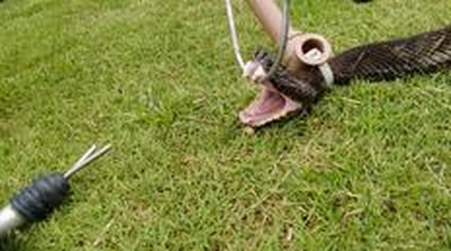 CORUPÁ,SC, BRASIL (11-02-2016) - Cobra jararacuçu encontrada em Corupá CORUPÁ,SC, BRASIL (11-02-2016) - Cobra jararacuçu encontrada em Corupá