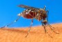 Confirmados mais dois casos de dengue contraídos em Porto Alegre