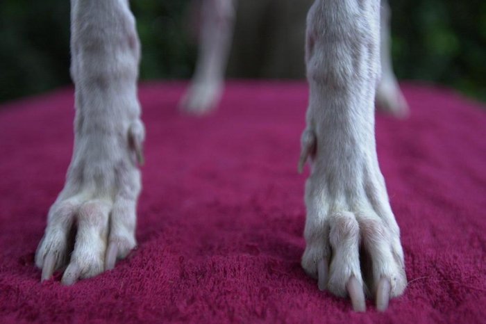 Ronaldo Bernardi / Agencia RBS Ronaldo Bernardi / Agencia RBS