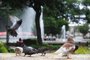  CAXIAS DO SUL,,RS BRASIL  (13/01/2015) Pombas na Praça Dante Alighieri. Prefeitura estuda remanejo de pombos na praça Dante. (Roni Rigon/pioneiro)