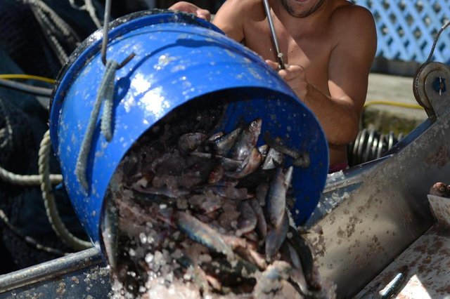  ITAJAI,SC,BRASIL, 20/02/2015  Descarga de sardinha no porto pesqueiro de Itajai.Pesca foi liberada no ultimo dia 15 de fevereiro