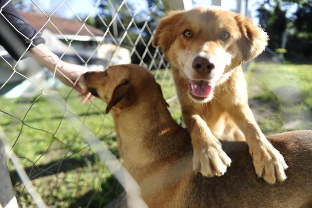 Cepread, Blumenau, cães para adoção Cepread, Blumenau, cães para adoção