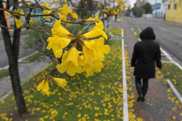 Ipês-amarelos na Av borges de Medeiros em Santa Maria. Ipês-amarelos na Av borges de Medeiros em Santa Maria.