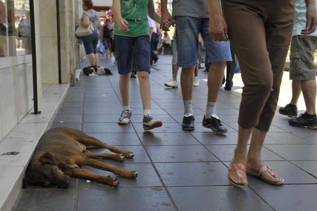 Nas f&eacute;rias aumenta o &iacute;ndice de animais abandonados nas ruas de Santa Maria. Existem pessoas contra mas tamb&eacute;m as que defendem.