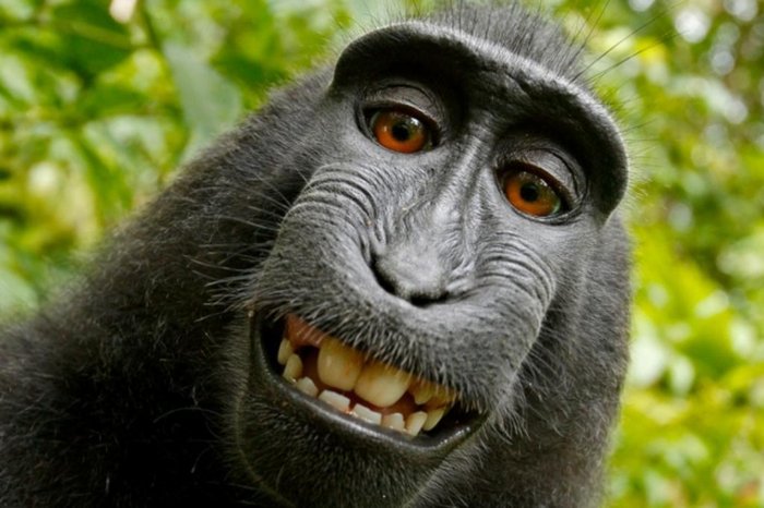 Macaco faz selfie com câmera do fotógrafo David Slater Macaco faz selfie com câmera do fotógrafo David Slater