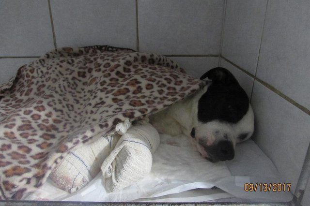 Linda foi resgatada após ter as patas quebradas. Ela foi encontrada em uma sacola Linda foi resgatada após ter as patas quebradas. Ela foi encontrada em uma sacola