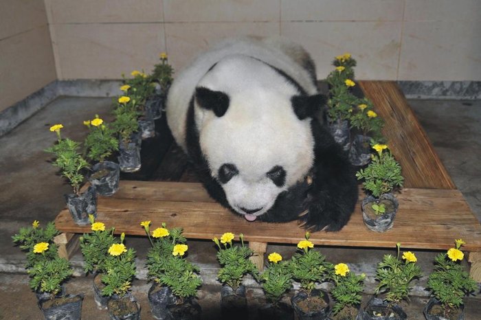 Corpo de panda gigante Basi cercado por flores após sua morte em Fuzhou, província oriental de Fujian, na China. O panda gigante cativo mais antigo do mundo morreu aos 37 anos - mais de 100 anos em anos humanos
Editoria: HUM
Local: Fuzhou
Indexador: HANDOUT
Secao: animal
Fonte: Straits Giant Panda Research and
Fotógrafo: Handout
Corpo de panda gigante Basi cercado por flores após sua morte em Fuzhou, província oriental de Fujian, na China. O panda gigante cativo mais antigo do mundo morreu aos 37 anos - mais de 100 anos em anos humanos
Editoria: HUM
Local: Fuzhou
Indexador: HANDOUT
Secao: animal
Fonte: Straits Giant Panda Research and
Fotógrafo: Handout