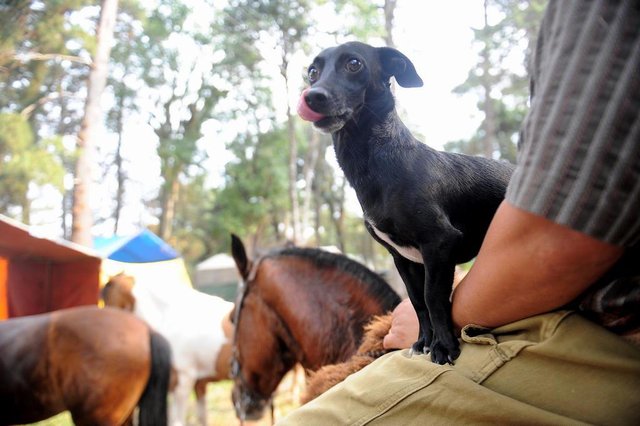 CAXIAS DO SUL, RS, BRASIL 14/09/2017Acampamento Farroupilha nos pavilhões da Festa da Uva em Caxias do Sul. (Felipe Nyland/Agência RBS) CAXIAS DO SUL, RS, BRASIL 14/09/2017Acampamento Farroupilha nos pavilhões da Festa da Uva em Caxias do Sul. (Felipe Nyland/Agência RBS)