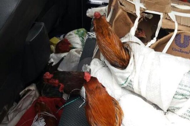 PRF apreende 17 galos de rinha em ve&iacute;culo argentino em santiago