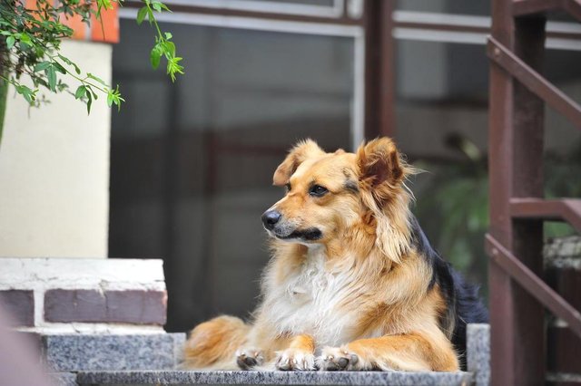  SANTA MARIA, RS, BRASIL. 08/09/2017.Os vira-latas Feijão e Amendoim tornaram-se cães comunitário e são o xodó do Parque Itaimbé. NA FOTO: AMENDOIMFOTO: GABRIEL HAESBAERT / NEWCO DSM