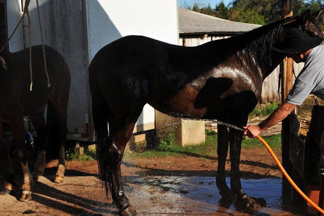 Santa Maria 18/09/2017No Piquete Coração Gaúcho, no Distrito de Boca do Monte, homens engraxavam as botas, e cavalos recebiam banho para o desfile do dia 20 Santa Maria 18/09/2017No Piquete Coração Gaúcho, no Distrito de Boca do Monte, homens engraxavam as botas, e cavalos recebiam banho para o desfile do dia 20