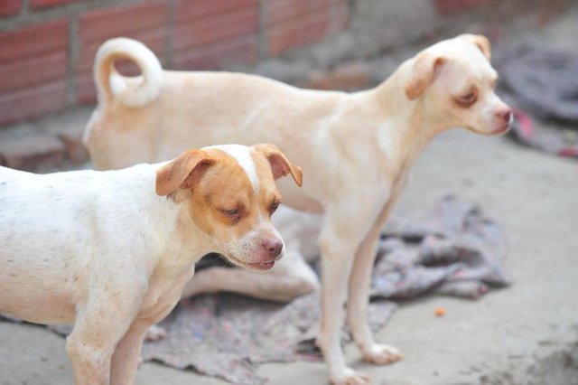  SANTA MARIA , RS , BRASIL , 13/04/2015Maria Clotilde Feltrin, 65 anos, morreu de câncer no domingo, dia 12, e deixou 80 cães em sua casa. Voluntários se uniram para conseguir adotar os animais.FOTO JEAN PIMENTEL / AGÊNCIA RBS, GERAL
