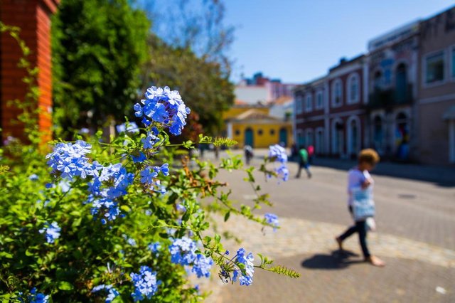 FLORIANÓPOLIS, SC, BRASIL, 21-09-2017 - Com a chegada da primavera as ruas da cidade ficam mais coloridas. A Estação das Flores inicia, oficialmente, amanhã. FLORIANÓPOLIS, SC, BRASIL, 21-09-2017 - Com a chegada da primavera as ruas da cidade ficam mais coloridas. A Estação das Flores inicia, oficialmente, amanhã.