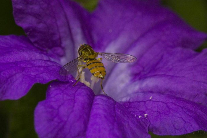 PORTO ALEGRE, RS, BRASIL - Fotografias de flores e insetos para matéria da chegada da primavera. Flor petúnia.
PORTO ALEGRE, RS, BRASIL - Fotografias de flores e insetos para matéria da chegada da primavera. Flor petúnia.