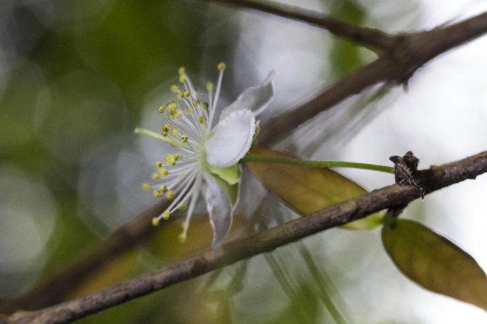 PORTO ALEGRE, RS, BRASIL - Fotografias de flores e insetos para matéria da chegada da primavera.
PORTO ALEGRE, RS, BRASIL - Fotografias de flores e insetos para matéria da chegada da primavera.