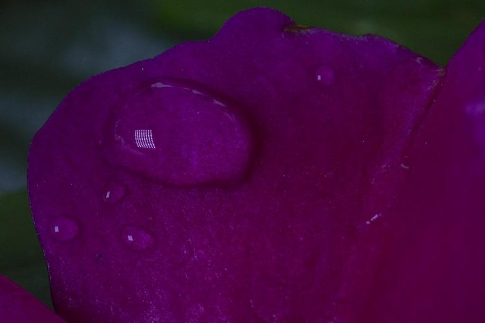 PORTO ALEGRE, RS, BRASIL - Fotografias de flores e insetos para matéria da chegada da primavera.
PORTO ALEGRE, RS, BRASIL - Fotografias de flores e insetos para matéria da chegada da primavera.