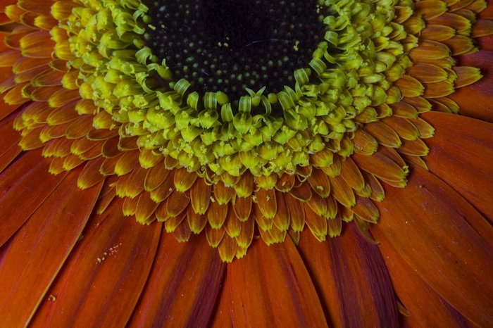 PORTO ALEGRE, RS, BRASIL - Fotografias de flores e insetos para matéria da chegada da primavera. Flor gérbera.
PORTO ALEGRE, RS, BRASIL - Fotografias de flores e insetos para matéria da chegada da primavera. Flor gérbera.