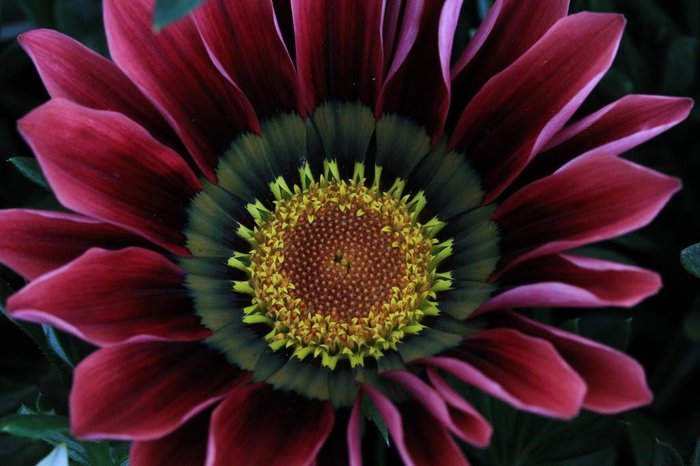 PORTO ALEGRE, RS, BRASIL - Fotografias de flores e insetos para matéria da chegada da primavera. Flor gazânea.
PORTO ALEGRE, RS, BRASIL - Fotografias de flores e insetos para matéria da chegada da primavera. Flor gazânea.