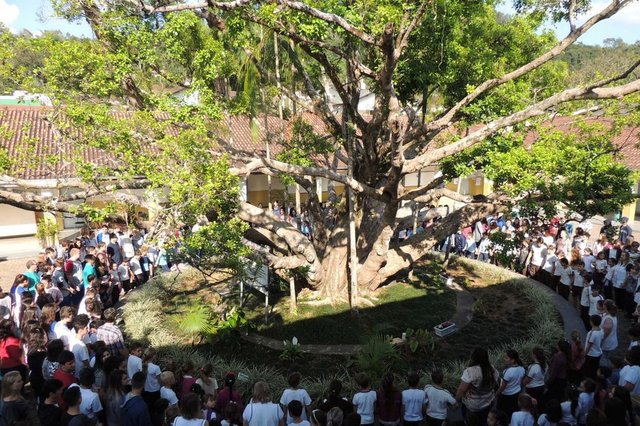 figueira em Corupá figueira em Corupá