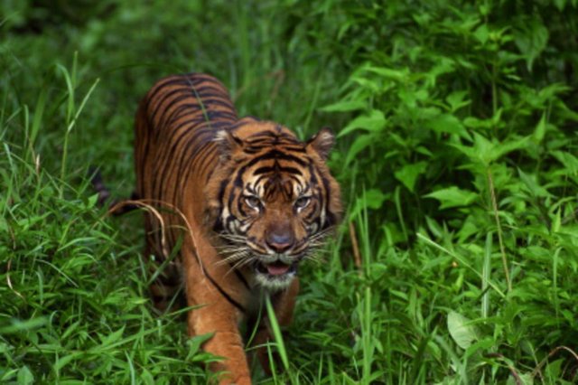 Worlds Deadliest Animals 2Sumatran tiger creeps through green vegetation. Location: IndonesiaIndexador: Jupiter ImagesFonte: ©Jupiter Images Worlds Deadliest Animals 2Sumatran tiger creeps through green vegetation. Location: IndonesiaIndexador: Jupiter ImagesFonte: ©Jupiter Images