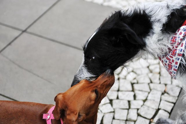  Santa Maria - RS - Brasil 30/09/2017 Bênção aos animais, no pátio do Conjunto I da instituição