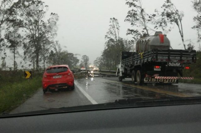 chuva derruba árvores na BR-158