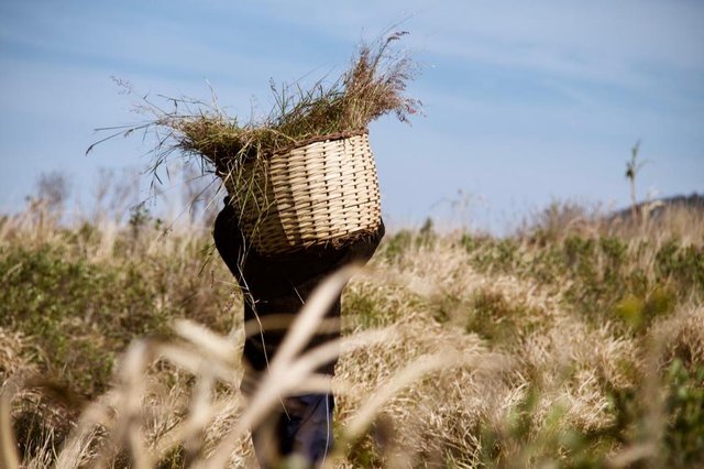 Documentário Cultura de Engenho: patrimônio e resistência será lançado no CIC no dia 5 de outubro, na presença de seus protagonistas - agricultores familiares de Florianópolis, Imbituba, Garopaba, entre outras comunidades que compõem a Rede Catarinense de Engenhos de Farinha Documentário Cultura de Engenho: patrimônio e resistência será lançado no CIC no dia 5 de outubro, na presença de seus protagonistas - agricultores familiares de Florianópolis, Imbituba, Garopaba, entre outras comunidades que compõem a Rede Catarinense de Engenhos de Farinha