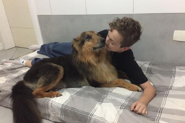 Nove anos ap&oacute;s ser arrastado preso em um fusca, Mimoso vive bem com a fam&iacute;lia que o adotou