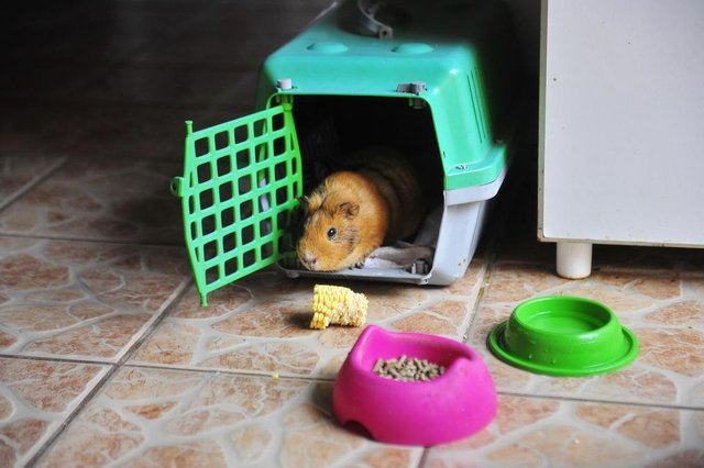  SANTA MARIA, RS, BRASIL. 28/09/2017.Temática Pet. Porquinho da Índia. Case: Sisse e Fernanda (99641 2904). Tancredo Neves. Q18 Casa 24. Perto do Oreco (pauta Luisa) porquinha Teka.FOTO: GABRIEL HAESBAERT / NEWCO DSM