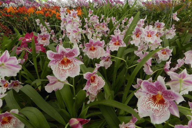 O Orquidário Catarinense - Alvim Seidel realiza neste fim de semana a 3ª Exposição de Orquídeas de Corupá. Estão programadas palestras gratuitas sobre o cultivo de orquídeas e exposição de orquídeas, cactos, suculentas, bromélias e plantas ornamentais. O Orquidário Catarinense - Alvim Seidel realiza neste fim de semana a 3ª Exposição de Orquídeas de Corupá. Estão programadas palestras gratuitas sobre o cultivo de orquídeas e exposição de orquídeas, cactos, suculentas, bromélias e plantas ornamentais.